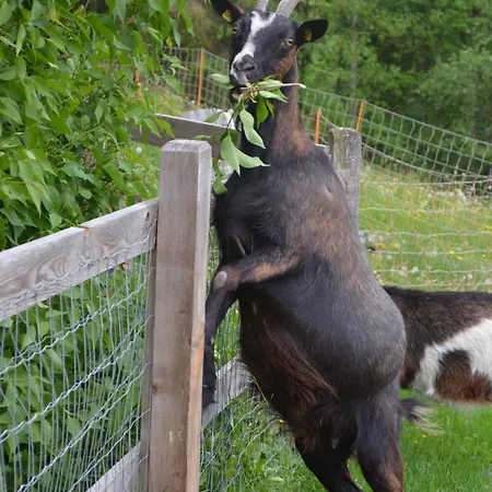 Bio Bauernhof Leitenmueller Apartamento