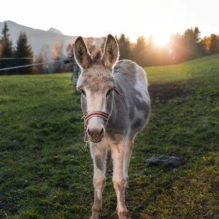 Bio Bauernhof Leitenmueller