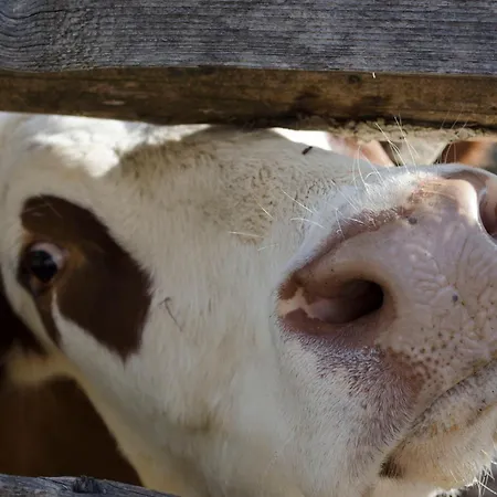 شقة Bio Bauernhof Leitenmueller *