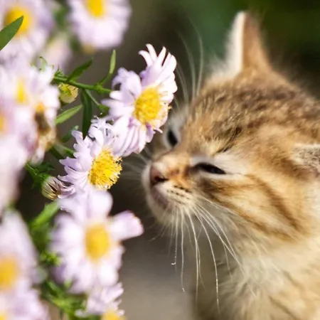 Bio Bauernhof Leitenmueller * رامساو أم داتشستين