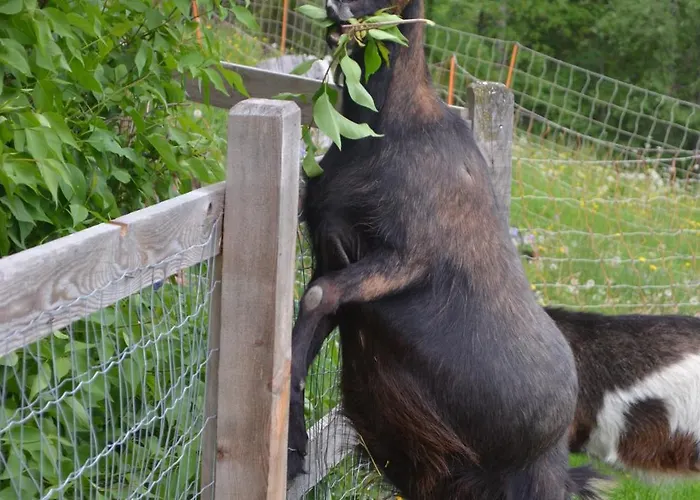 Bio Bauernhof Leitenmueller Appartement