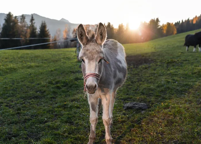 Bio Bauernhof Leitenmueller