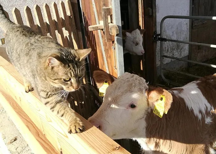 Bio Bauernhof Leitenmueller Lejlighed