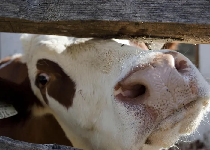 Appartement Bio Bauernhof Leitenmueller *