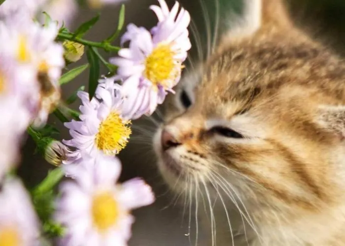 Bio Bauernhof Leitenmueller * Ramsau am Dachstein